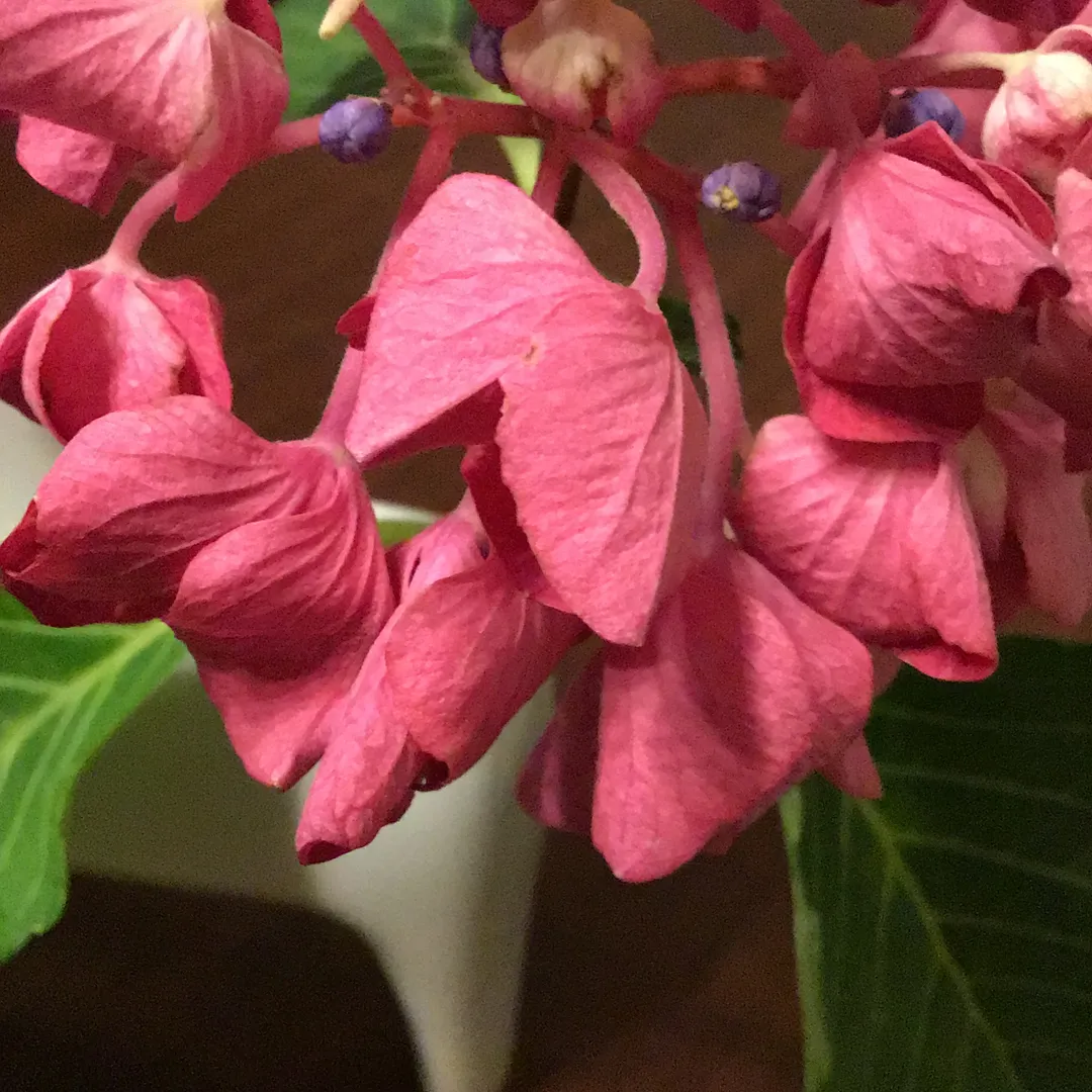 紫陽花🌸