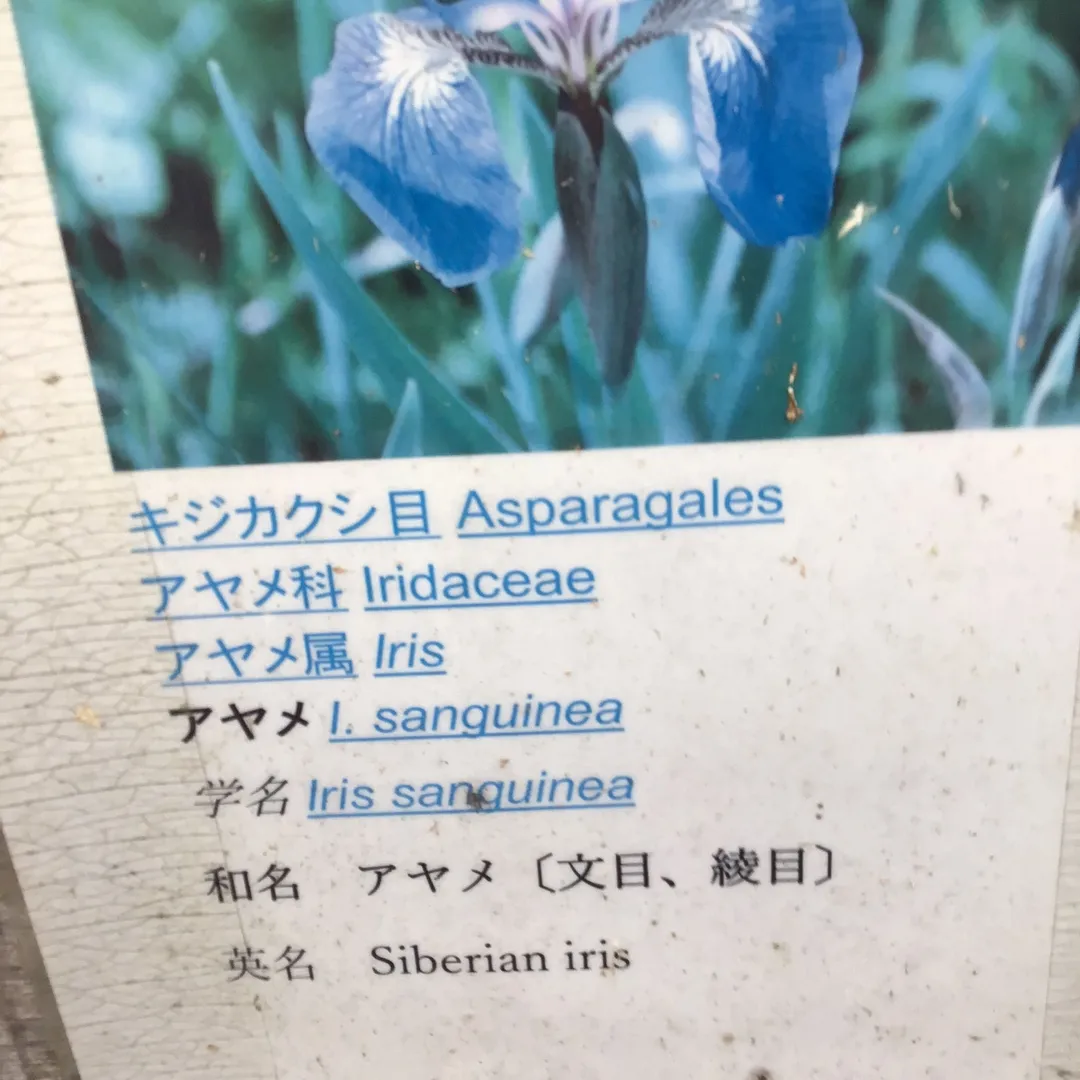 投稿作品（2枚目）