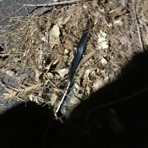 辛⛈️超絶nendo🏅manさんの作品