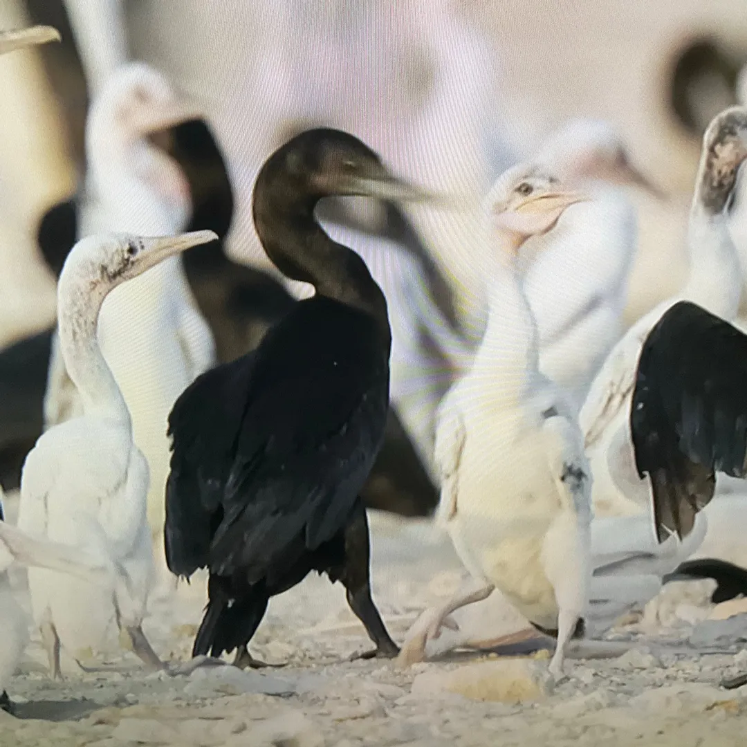 投稿作品（2枚目）