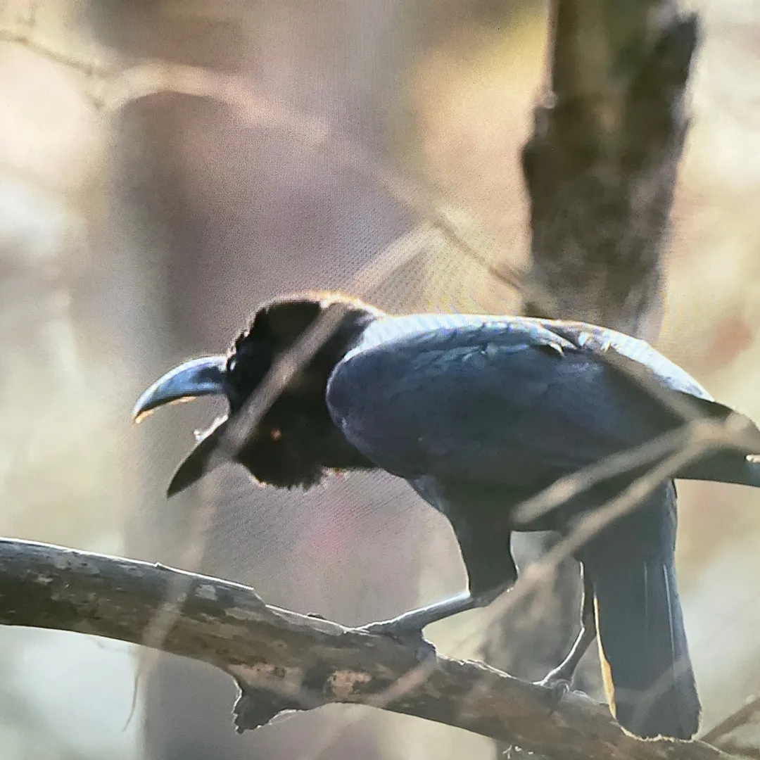 辛⛈️超絶nendo🏅manさんの粘土作品 | ライト