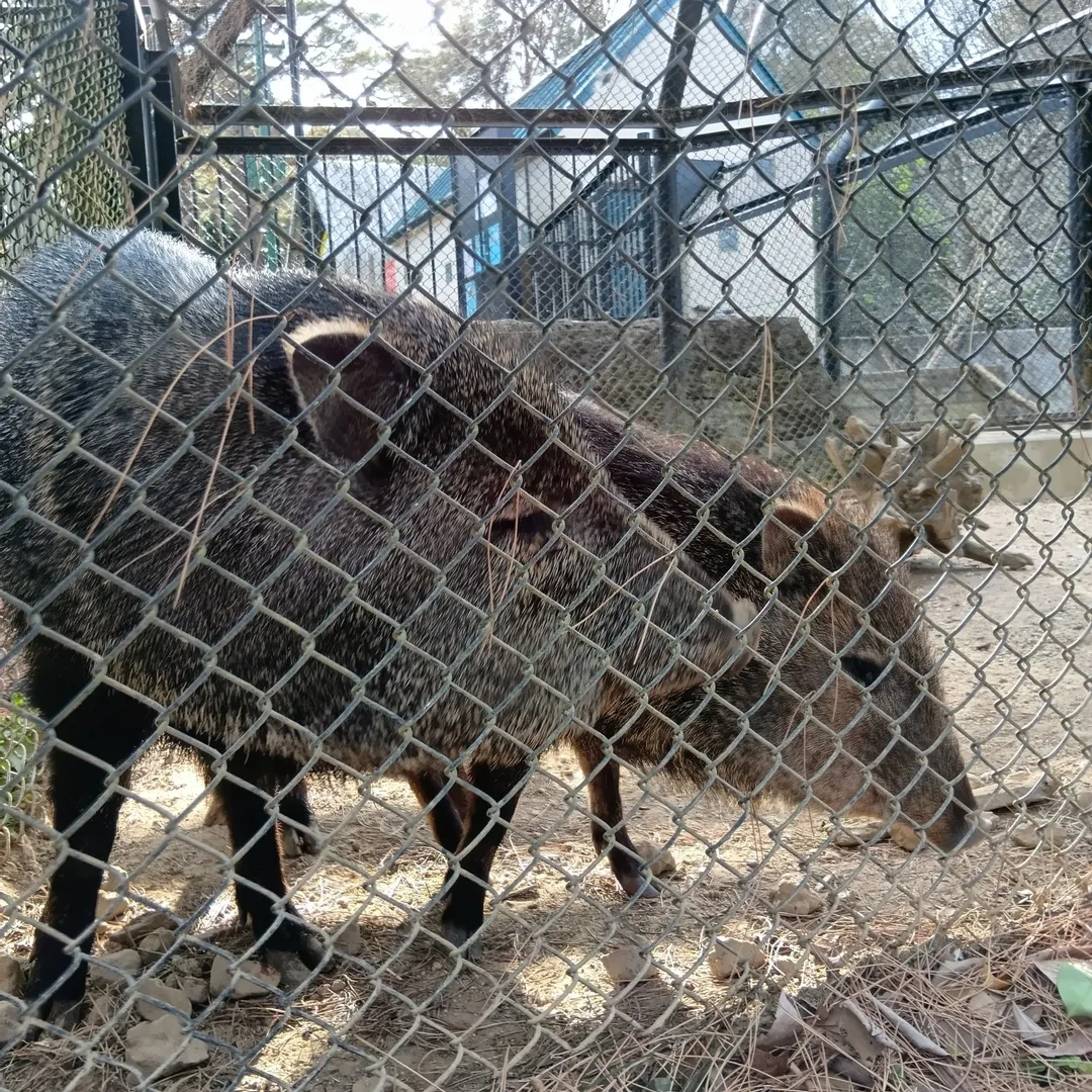 超絶⚡️nendo🏅manさんの粘土作品 | ライト