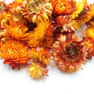 ヘリクリサム ヘッド サイズアソート オレンジ ドライフラワー