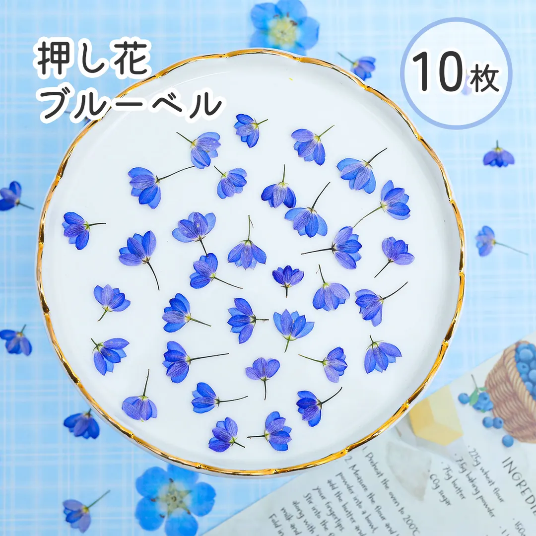 数量限定 国産 押し花 ブルーベル 小花