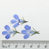 商品の一覧の画像