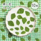 押し花 ミント 10枚 【mflowerコラボ】