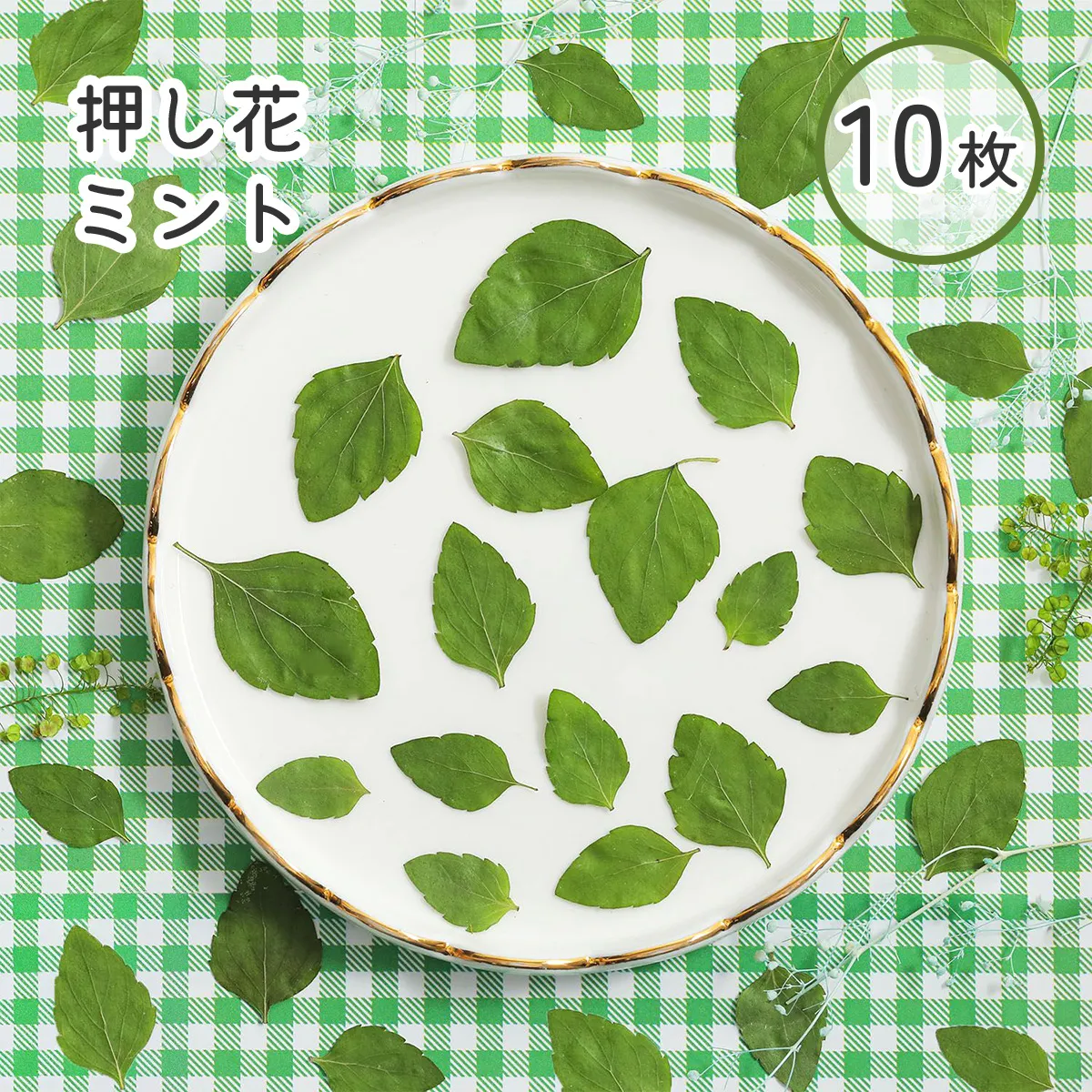 押し花 ミント 10枚 【mflowerコラボ】