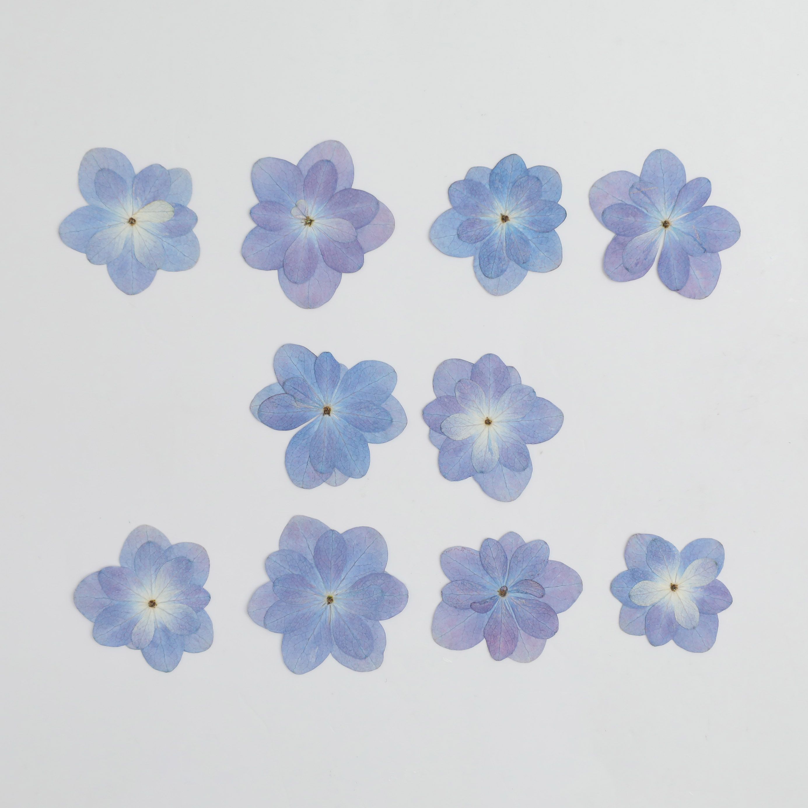 ☆NEW☆ 押し花 八重咲き 紫陽花 パープル 10枚 mflower | ク