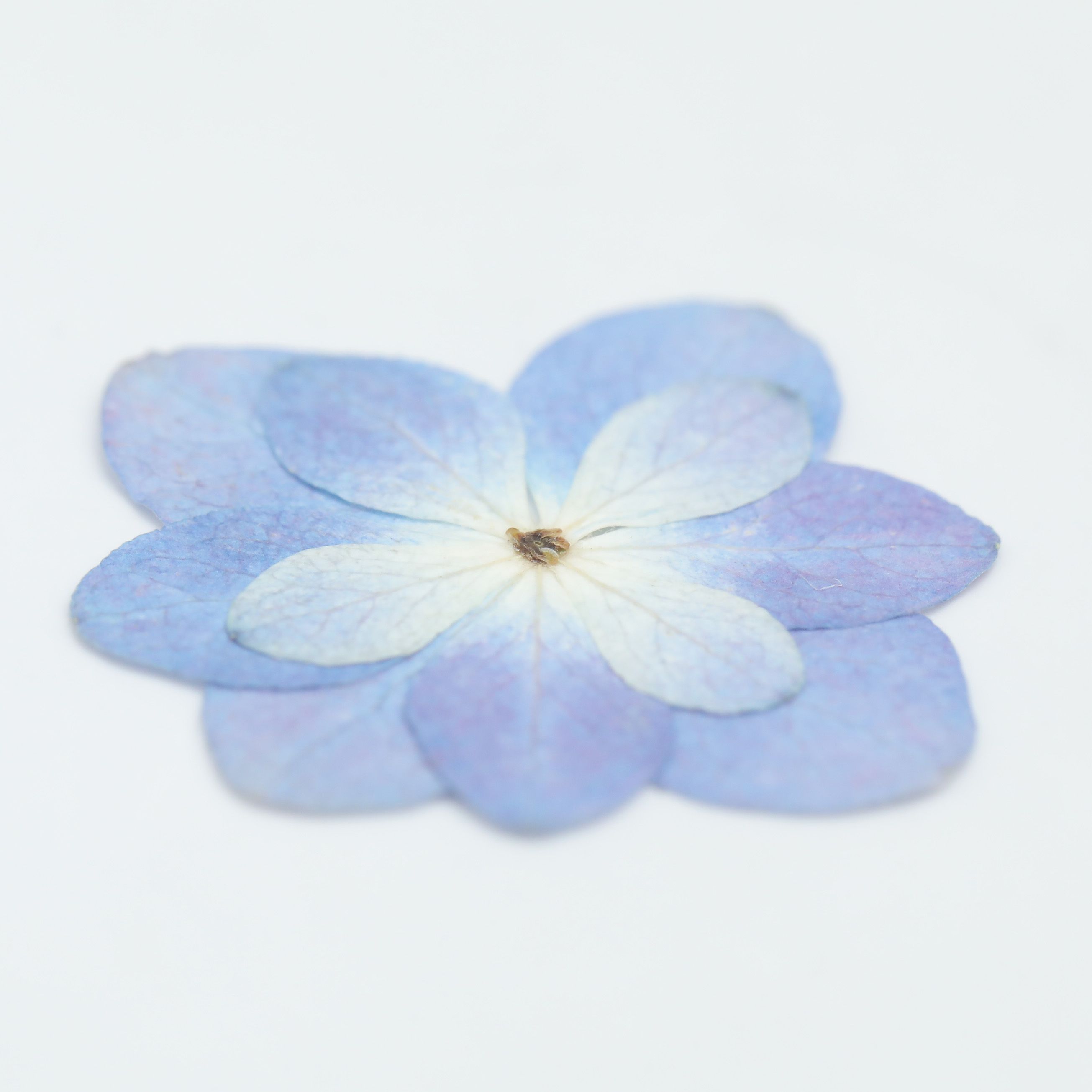 ☆NEW☆ 押し花 八重咲き 紫陽花 パープル 10枚 mflower | ク