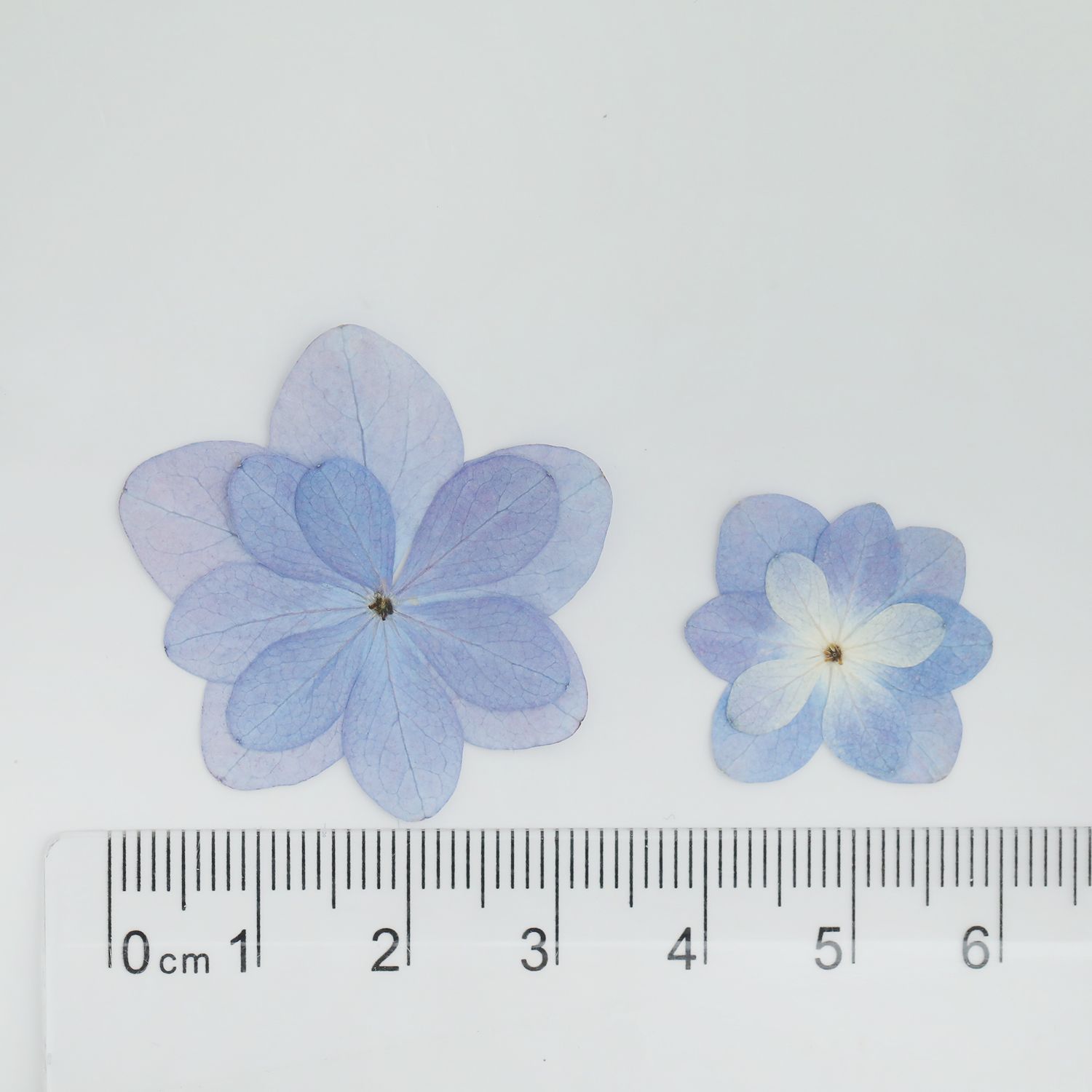 ☆NEW☆ 押し花 八重咲き 紫陽花 パープル 10枚 mflower | ク