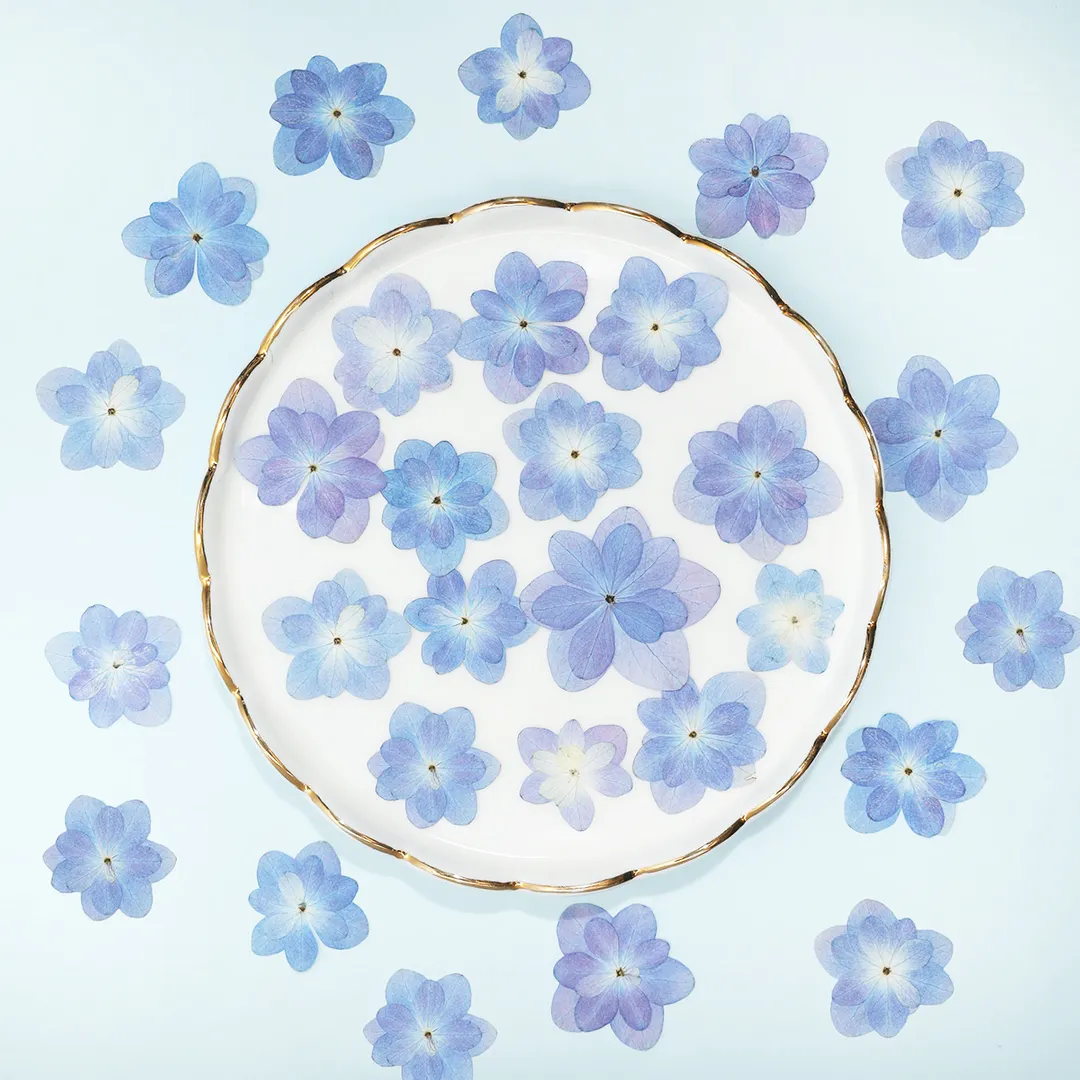 ☆NEW☆ 押し花 八重咲き 紫陽花 あじさい パープル 10枚  mflower