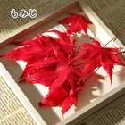 【小分け】ドライフラワー 花材 もみじ 紅葉 レッド