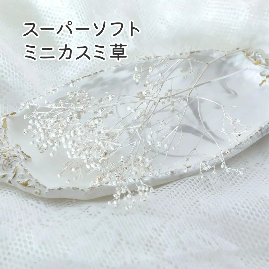 【小分け】スーパーソフトミニカスミ草  かすみ草  マットホワイト 大地農園