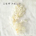 【 小分け 】 ミモザ アカシア オフホワイト ドライフラワー