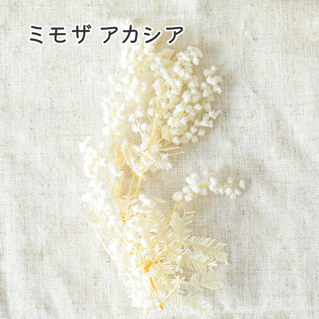 【 小分け 】 ミモザ アカシア オフホワイト ドライフラワー