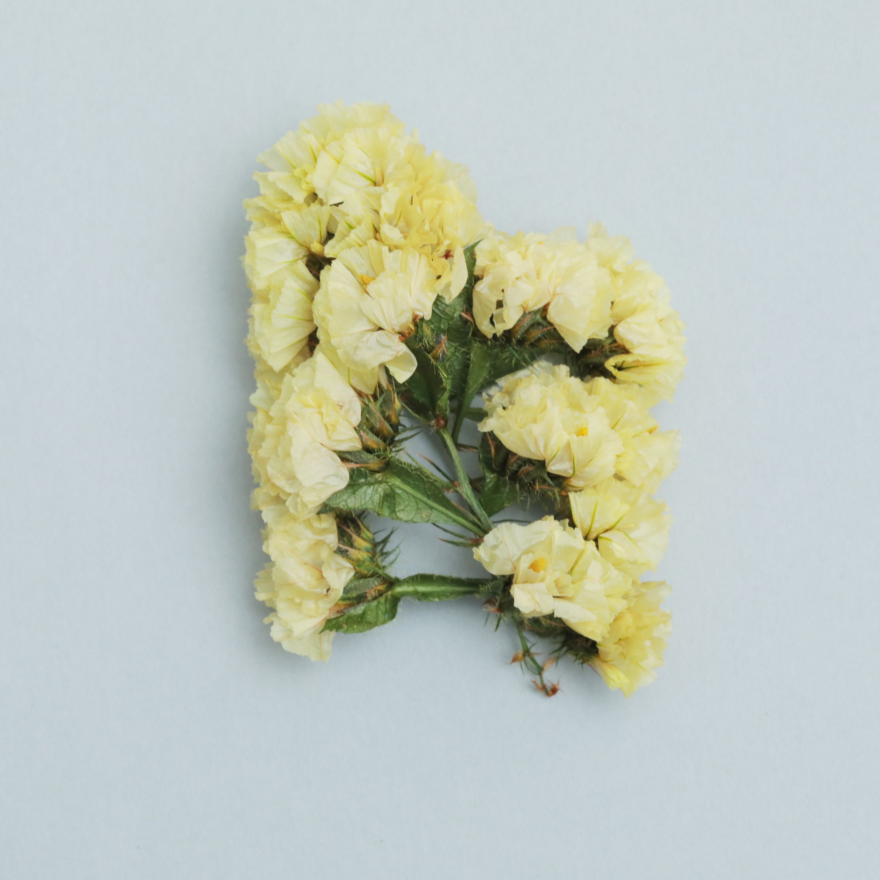 小分け】ソフトスターチス ドライフラワー | クロッチャショップ