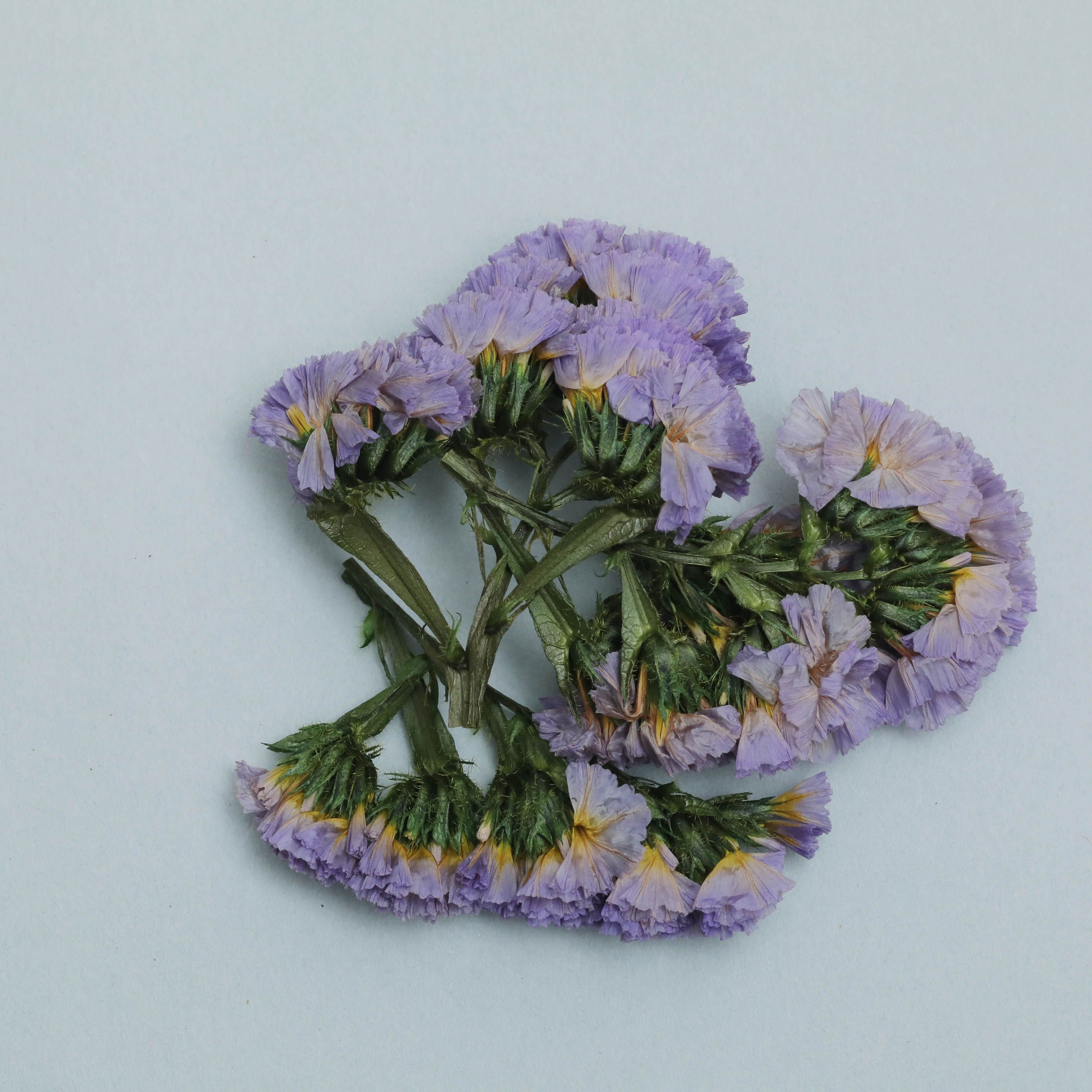 小分け】ソフトスターチス ドライフラワー | クロッチャショップ