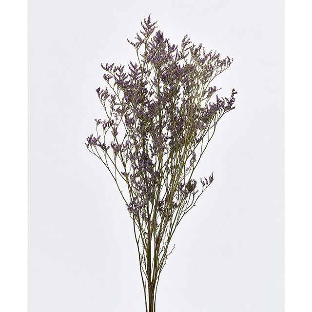 スターチス 花材 Hbスターチス サフォラ ドライフラワー 東京堂