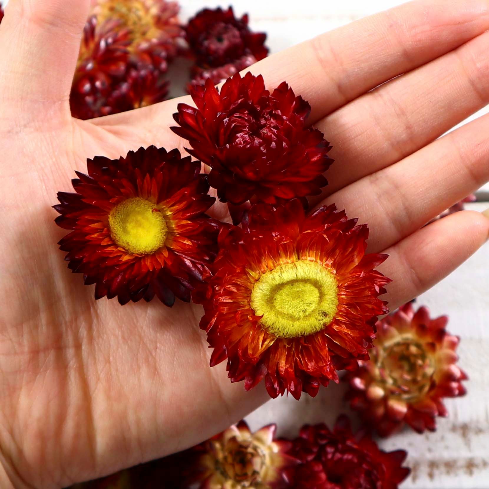 ドライフラワー ヘリクリサムヘッド サイズアソート ワイン 貝殻草 大地農園