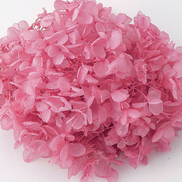 あじさい ドライフラワー ストロベリーピンク 大地農園 ソフトピラミッドアジサイ 約2輪