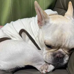 muchie