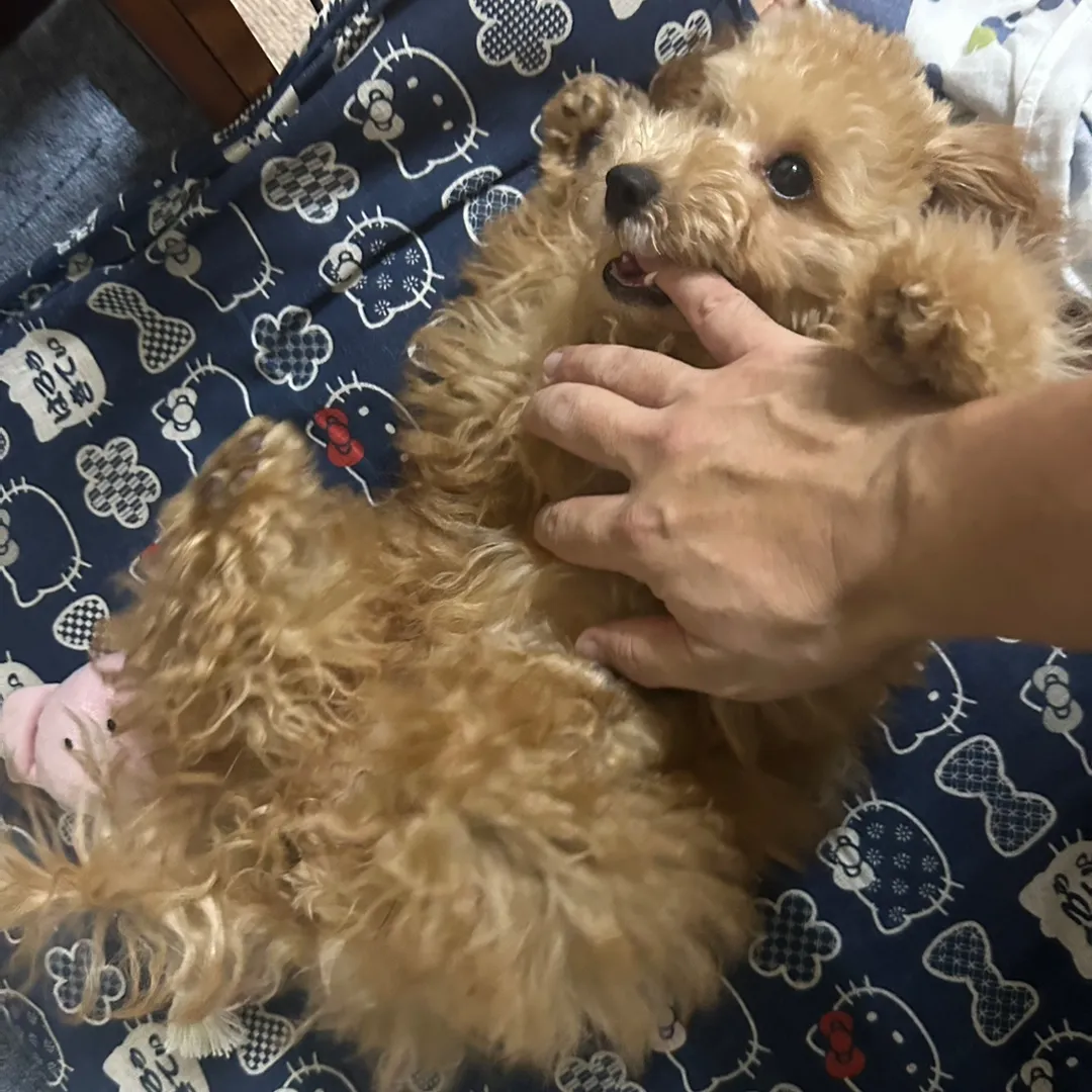 おネギさん