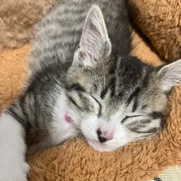 mimomo