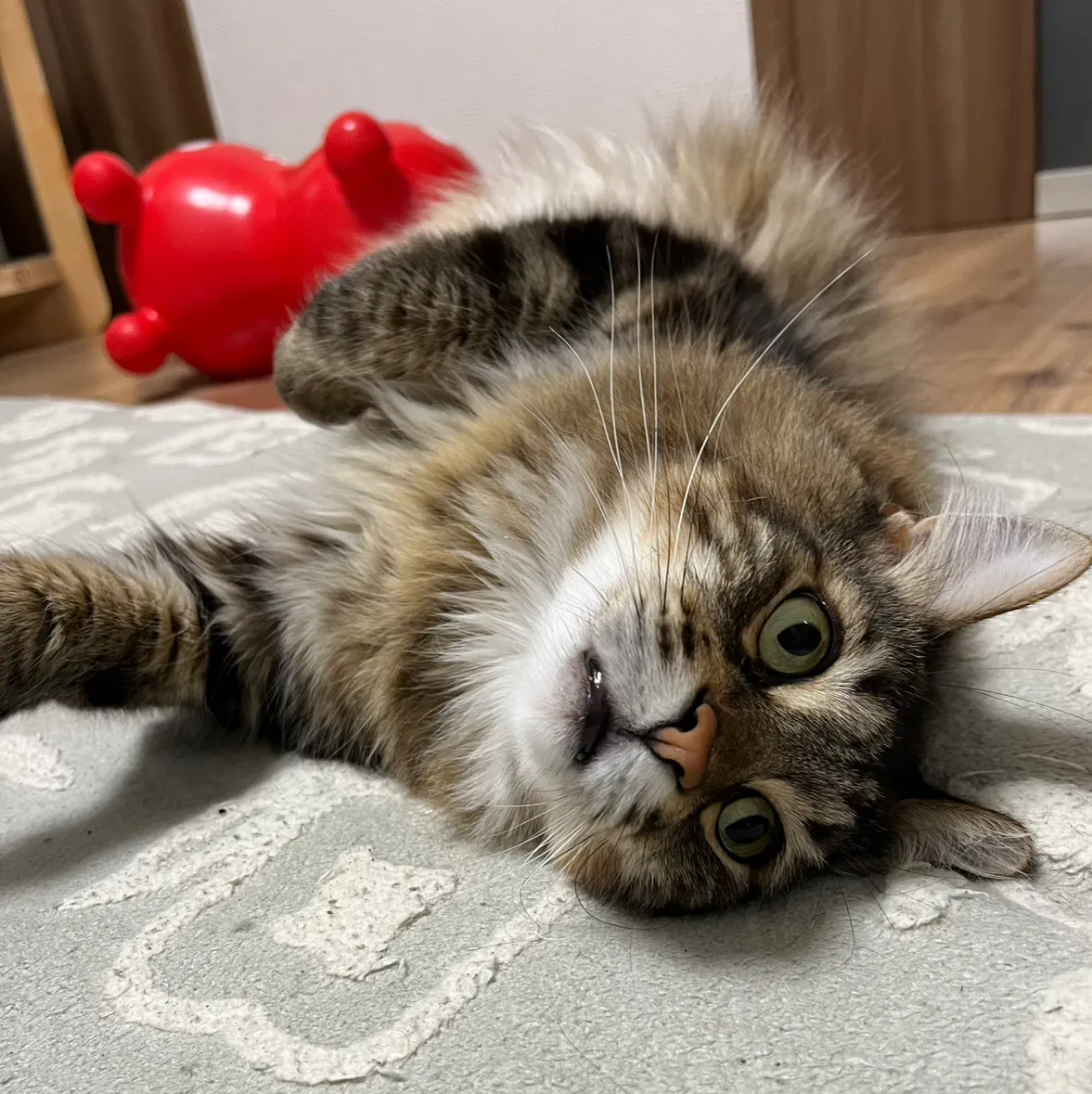 nekozuki.s